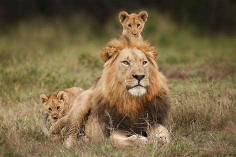 🔥 Male lion babysitting his cubs. : NatureIsFuckingLit