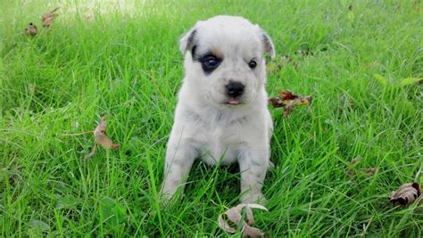 7 Special Care Tips for Blue Heeler Puppies