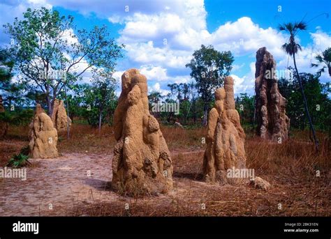 Termite hills, termites, Termitoidae, insect, animal, Kakadu National Park, Australia Stock ...