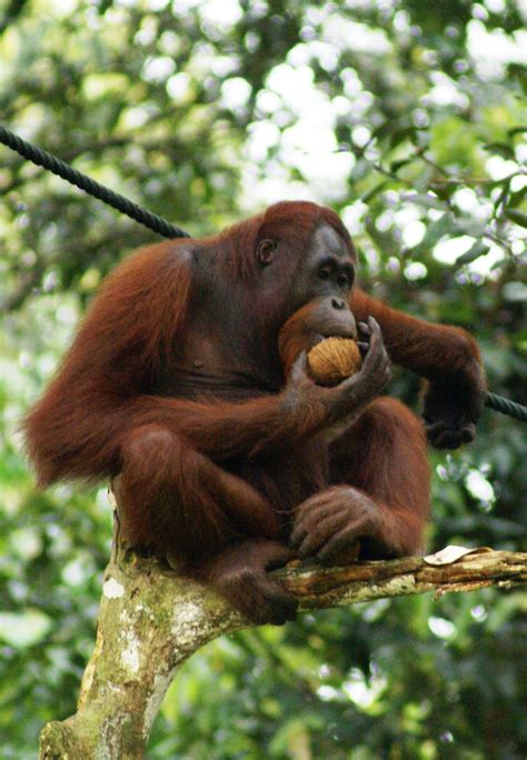 File:Orang Utan, Semenggok Forest Reserve, Sarawak, Borneo, Malaysia ...