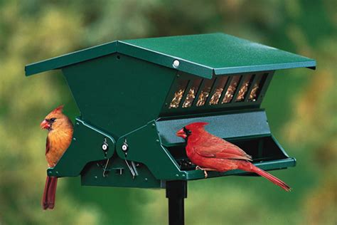 Find Out About The Best Cardinal Bird Feeder Reviews - Ways2GoGreen