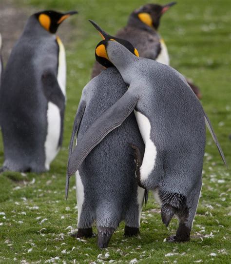 20 Photos Of Animals Hugging That Will Warm Your Heart