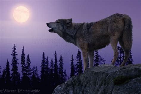 Wolf howling at the moon photo - WP05386