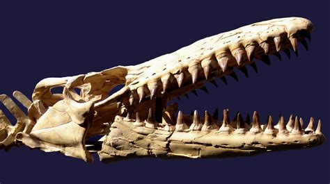 Moroccan Mosasaurs - General Fossil Discussion - The Fossil Forum