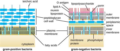 Bacterial Cell Wall