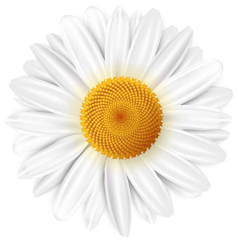 Common daisy Clip art - White Daisy Transparent PNG Clip Art Image png download - 4000*4063 ...