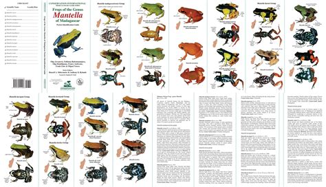 frog species chart - Keski