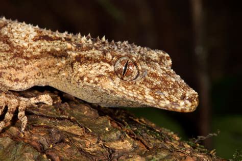 Field Herping in Australia - Gecko Time - Gecko Time