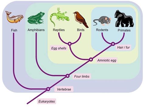 Cladogram Practice Worksheet Pdf