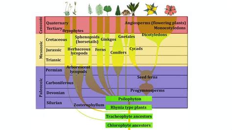 Evolution - Important Diagrams