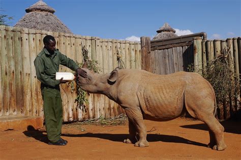 Saving Vulnerable Black Rhinos | Our Impact | Save The Rhino