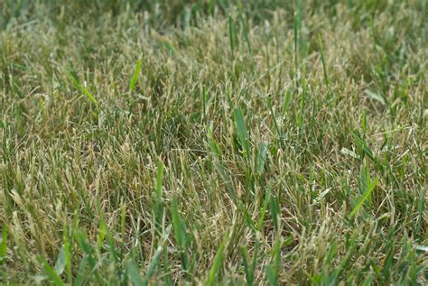 How to Rid Your Lawn of Crabgrass