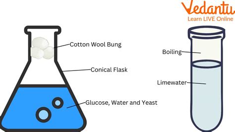 Yeast Fermentation Experiment: Things You Did Not Know About It.