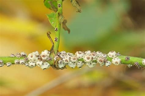 13 Apple Tree Pests: How to Get Rid of and Prevent Them on Apple Trees ...