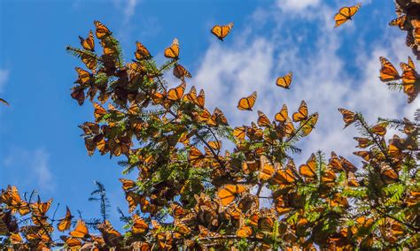 How to See the Monarch Butterfly Migration in Mexico