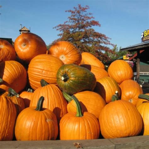 Giant Pumpkin Seeds (25 seeds per pack)