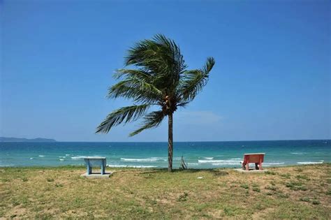 Lukisan Pokok Kelapa Di Tepi Pantai - 6 Ciri Ciri Pokok Kelapa Yang Anda Perlu Tahu Tarahap ...