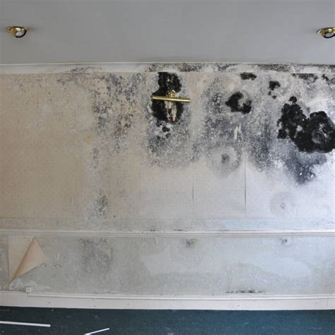 Effective Mould Removal & Remediation Services by A&ES Britain ...