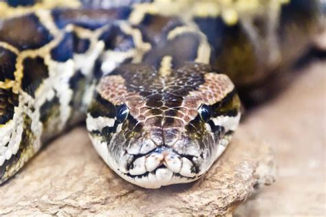 29 Interesting Facts About Burmese Pythons (With Pictures) - Embora Pets