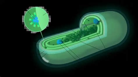 Cyanobacteria - Classification, Structure, Treatment and Reproduction