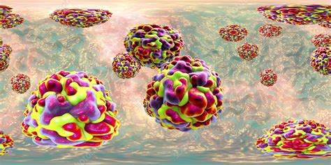 Rhinoviruses, illustration - Stock Image - F025/5431 - Science Photo Library