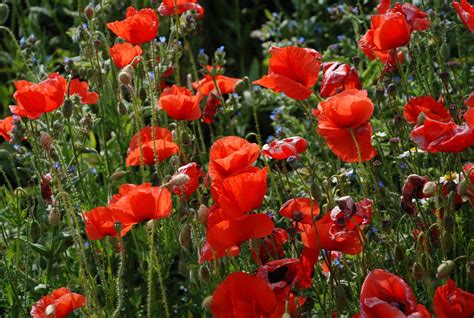 poppy field Free Photo Download | FreeImages