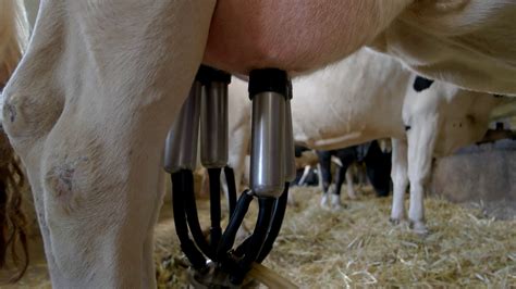 Hand detaches milking machine. Udder of white cow. Portion of fresh milk. Healthy animals give ...