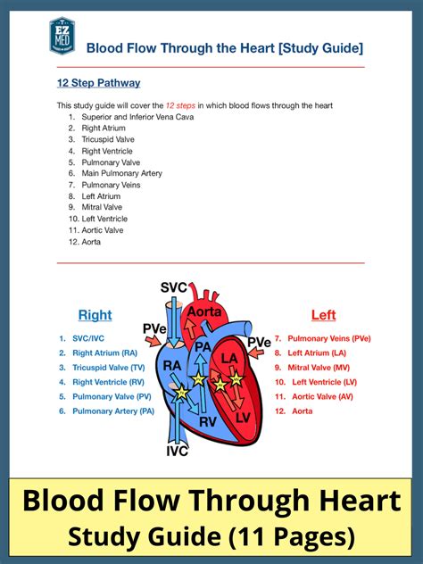 Blood Flow Through the Heart [Study Guide] – EZmed