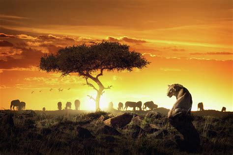 African Safari Sunset Scene With Lioness Photograph by Good Focused - Fine Art America