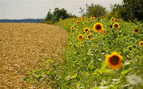 Summer Fields Wallpapers - Wallpaper Cave