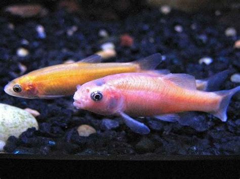 Rosy Red Minnow: Habitat, Care, Aquarium Maintenance