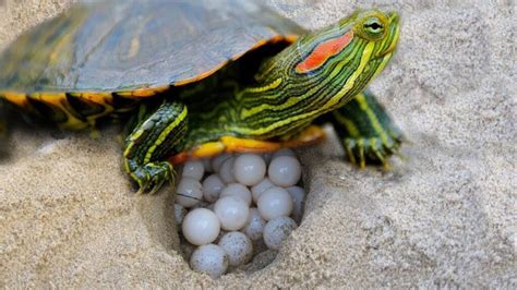 Red-Eared Slider Turtle: Care, Food, Habitat & More