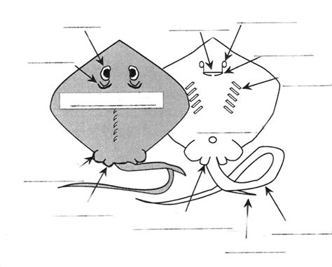 Stingray Anatomy Diagram