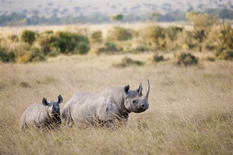 Black Rhino | International Rhino FoundationInternational Rhino Foundation