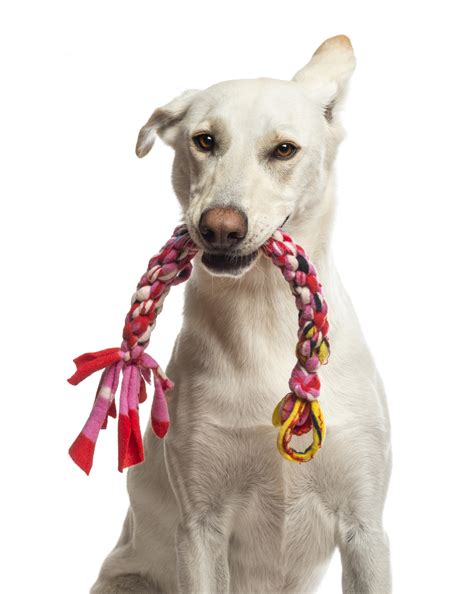 Dog Toys | Wagging Tails Pet Resort