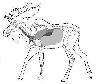 Anatomy Of A Moose - ANATOMY