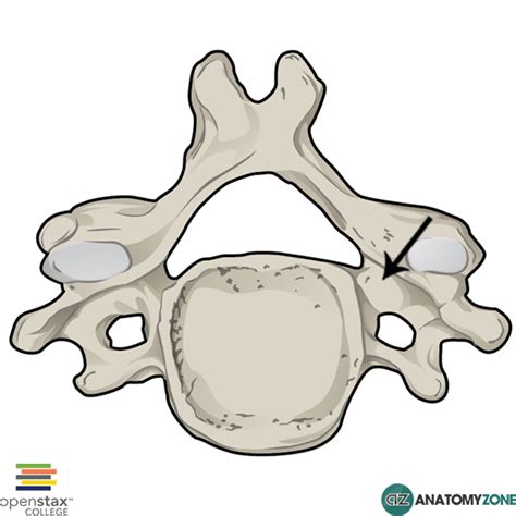 Pedicle • Musculoskeletal, Skeletal • AnatomyZone