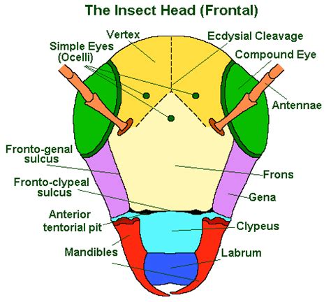 Anatomy of a Cricket - Cri-Kee the Cricket