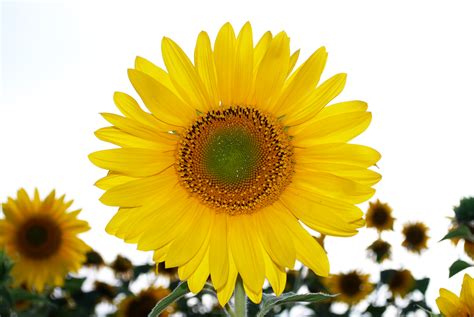 ファイル:Sunflower at Himawari no sato.JPG - Wikipedia