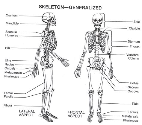 Free Printable Human Skeleton Diagram