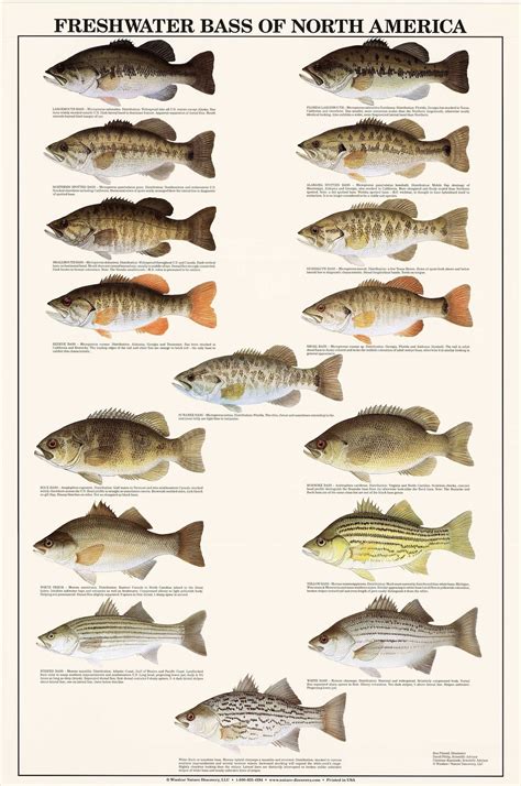 Fish Poster Freshwater Bass Identification Chart Gamefish Fishermen's ...