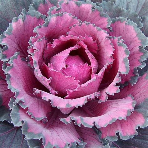 Flowering Cabbage Ornamental Indoors (Brassica oleracea) | Pick Ontario