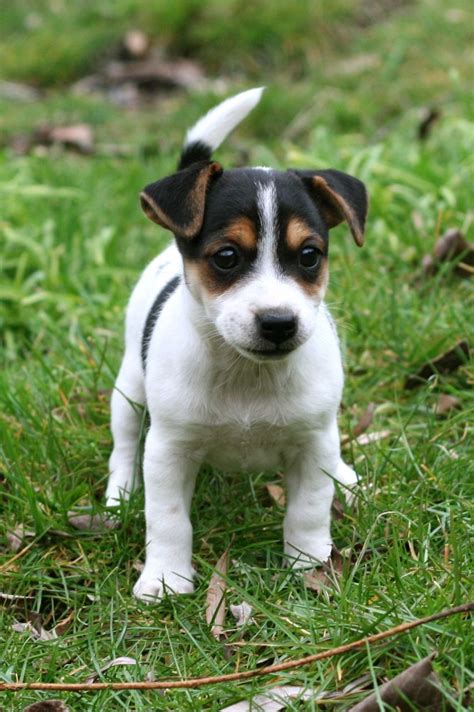 41+ Jack russell terrier puppies ideas in 2021