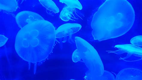 Moon Jellyfish – 10 – Jellyfish Shop