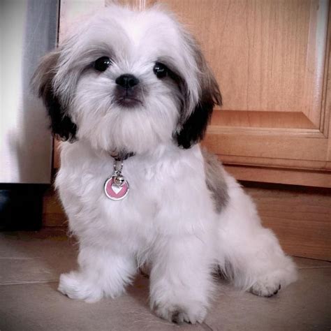 158 best ideas about Shih Tzu on Pinterest | Maltese shih tzu, Baby shih tzu and Ewok