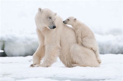 nature, Polar Bears, Snow Wallpapers HD / Desktop and Mobile Backgrounds