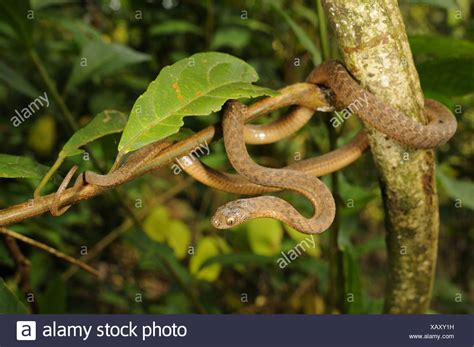 Congo Snakes High Resolution Stock Photography and Images - Alamy