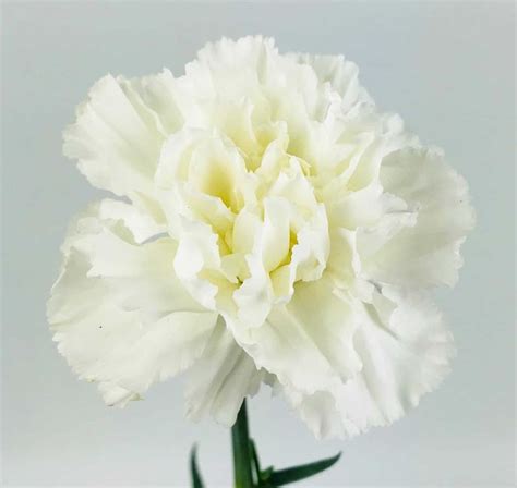 CARNATION WHITE - Wholesale Bulk Flowers - Cascade Floral | White carnation bouquet, Carnations ...