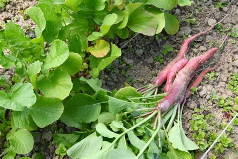 When to Harvest Your Radishes » Yes, Timing Matters