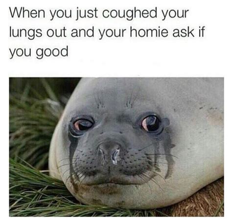 Cute Seal Meme